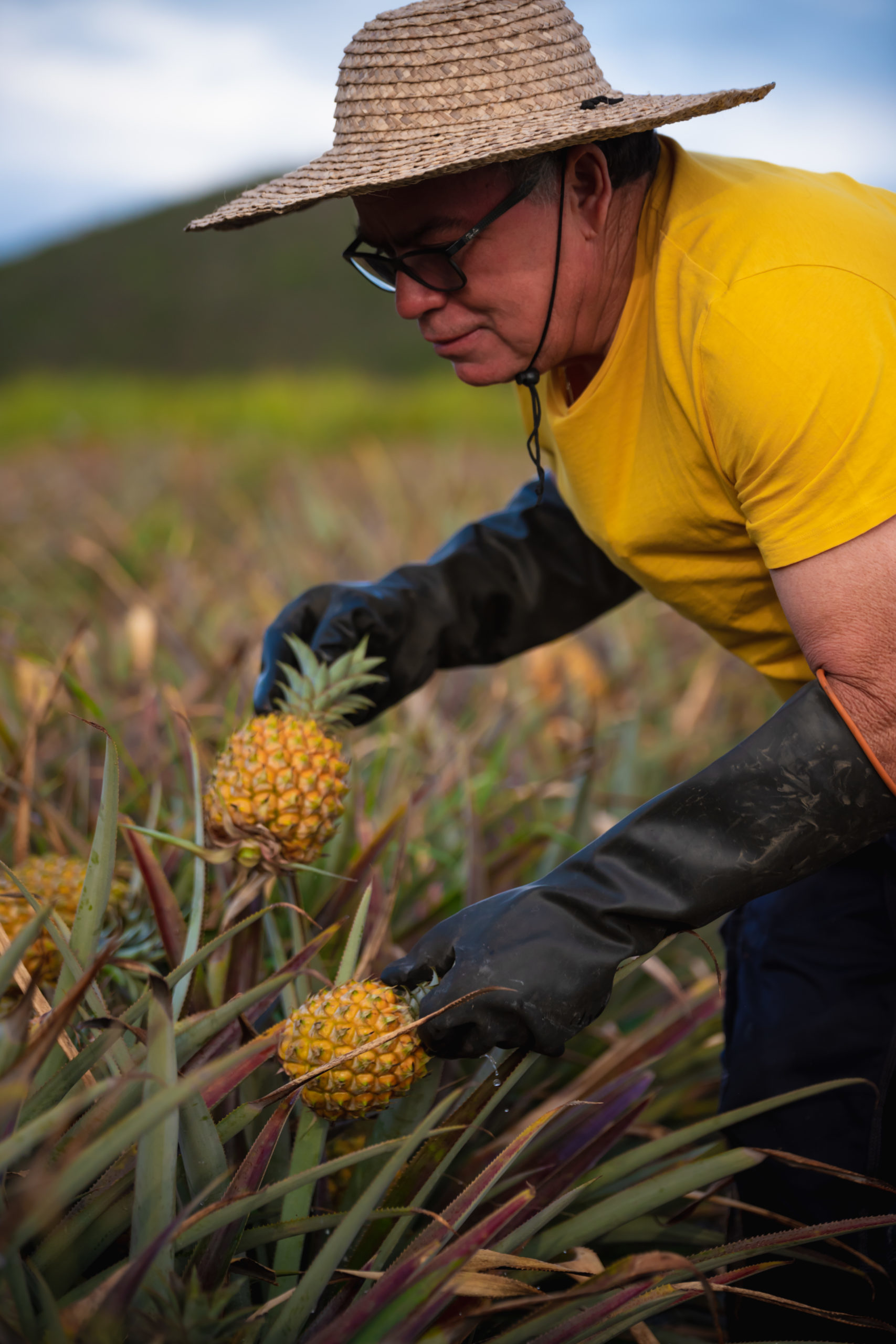 Producteur Ananas Victoria