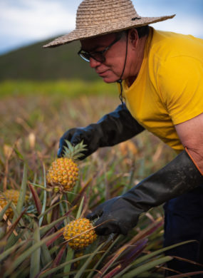 Producteur Ananas Victoria