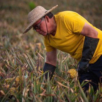 Producteur Ananas Victoria