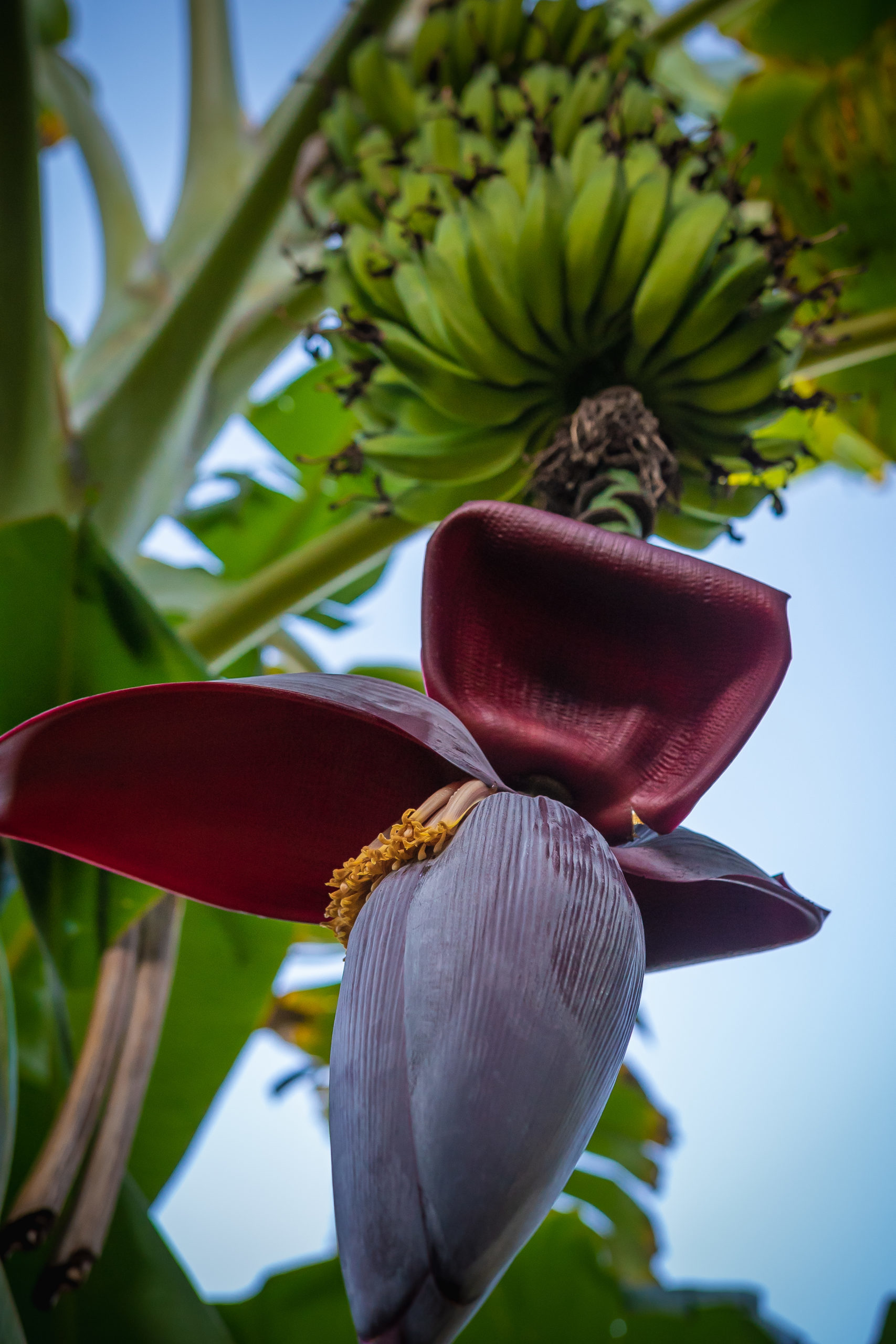 Producteur bananes mignonnes