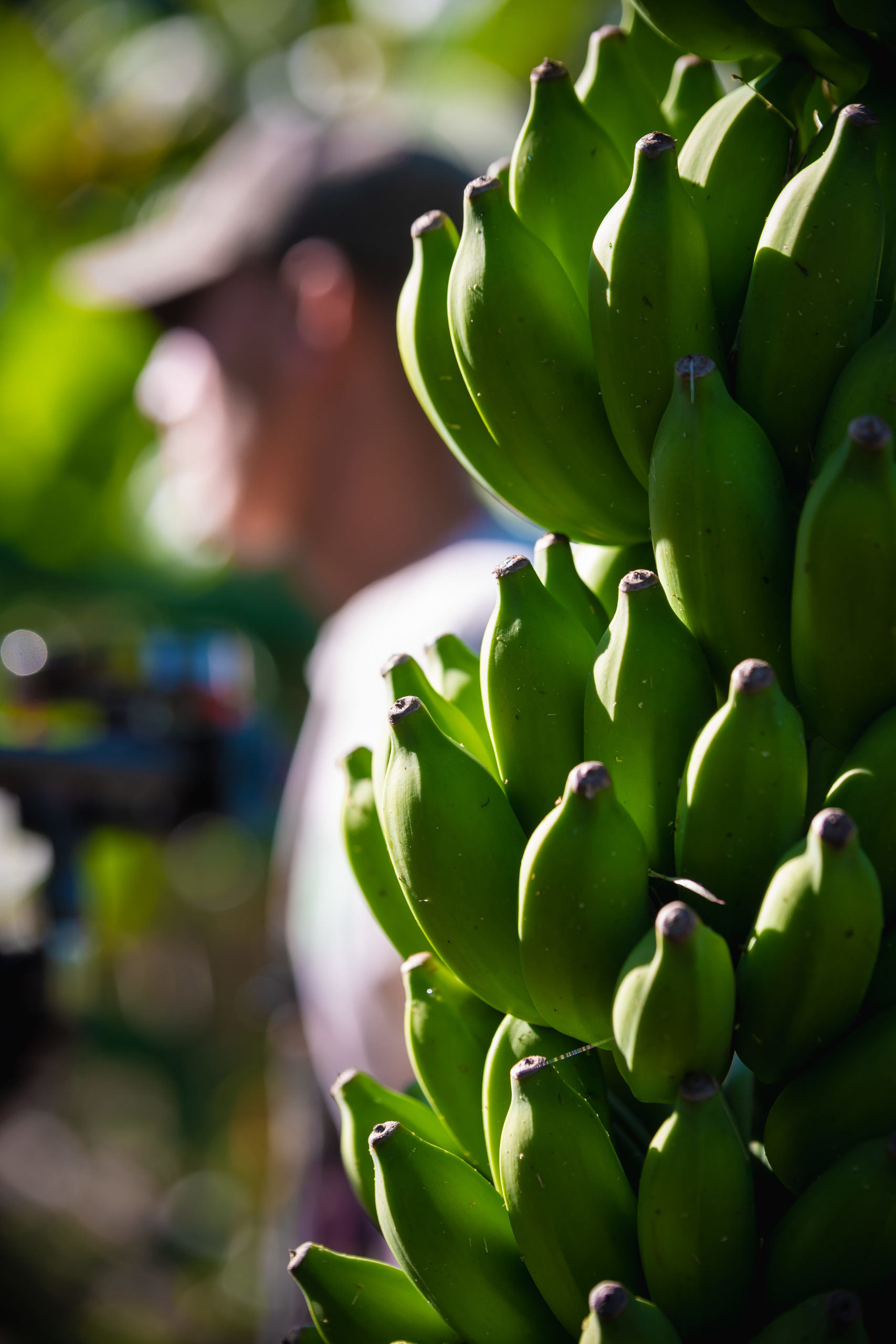 Producteur bananes mignonnes