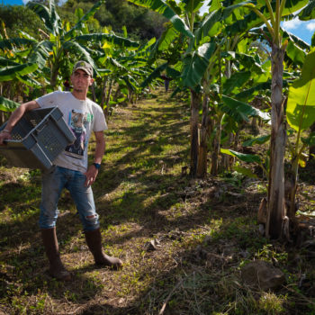 Producteur bananes mignonnes