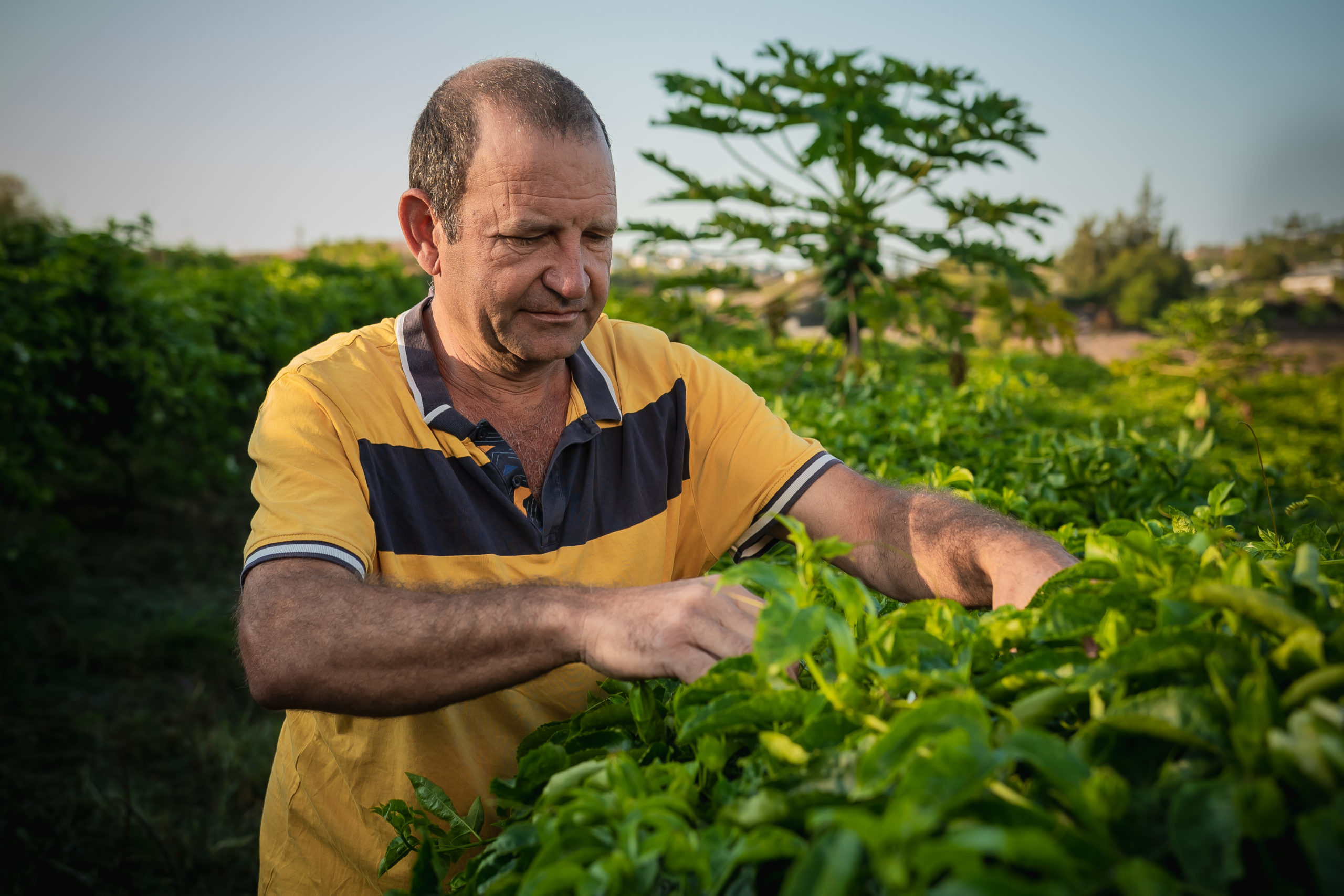 Producteur fruit de la passion