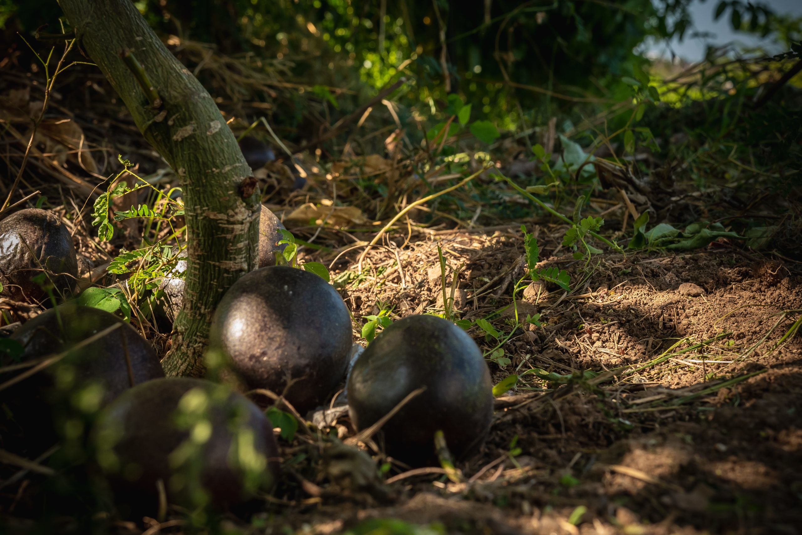 Producteur fruit de la passion