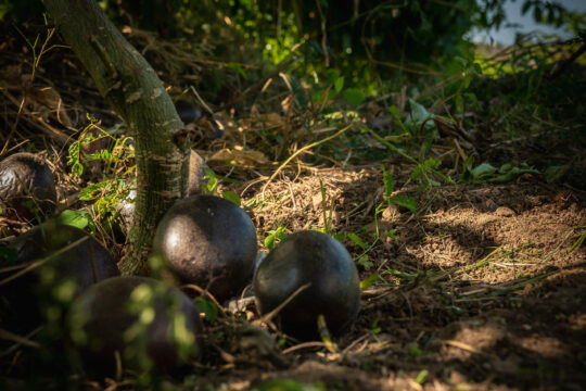 Producteur fruit de la passion