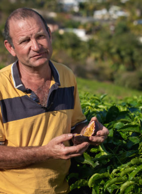 Producteur fruit de la passion