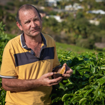 Producteur fruit de la passion