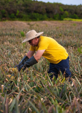 Producteur ananas Victoria