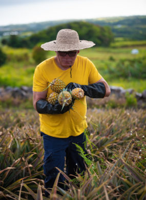 Producteur Ananas Victoria