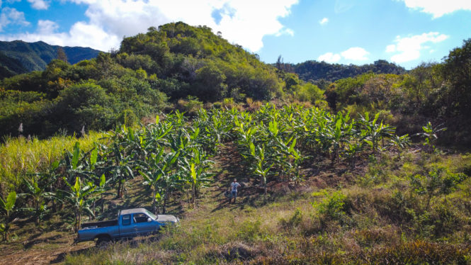 Producteur bananes mignonnes