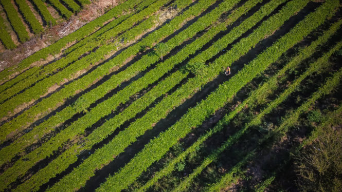 Producteur fruit de la passion