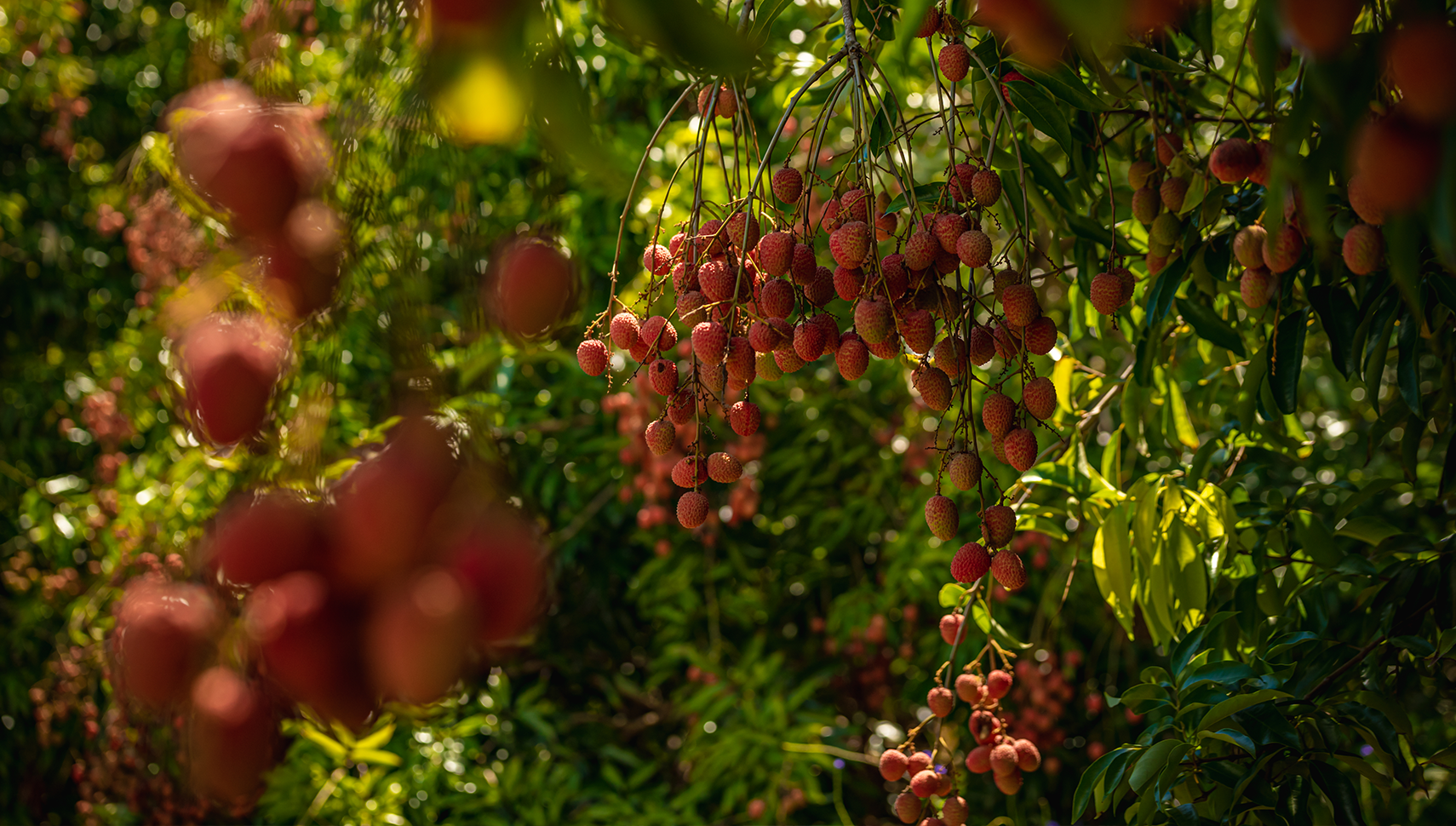GABARIT_PHOTO_PAYSAGE_ARBRE_LETCHIS