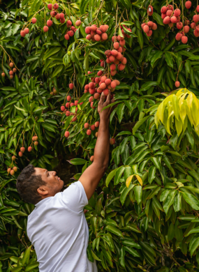 GABARIT_PHOTO_PORTRAIT_LETCHIS