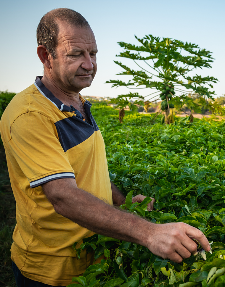 Yannis Fontaine fleur fruit de la passion