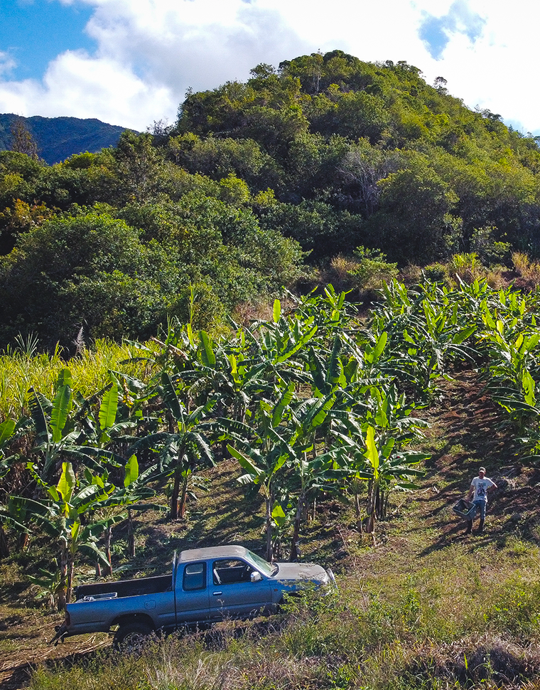 exploitation banane nicolas lallemand