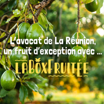 Box fruitee avocat fruit exception reunion