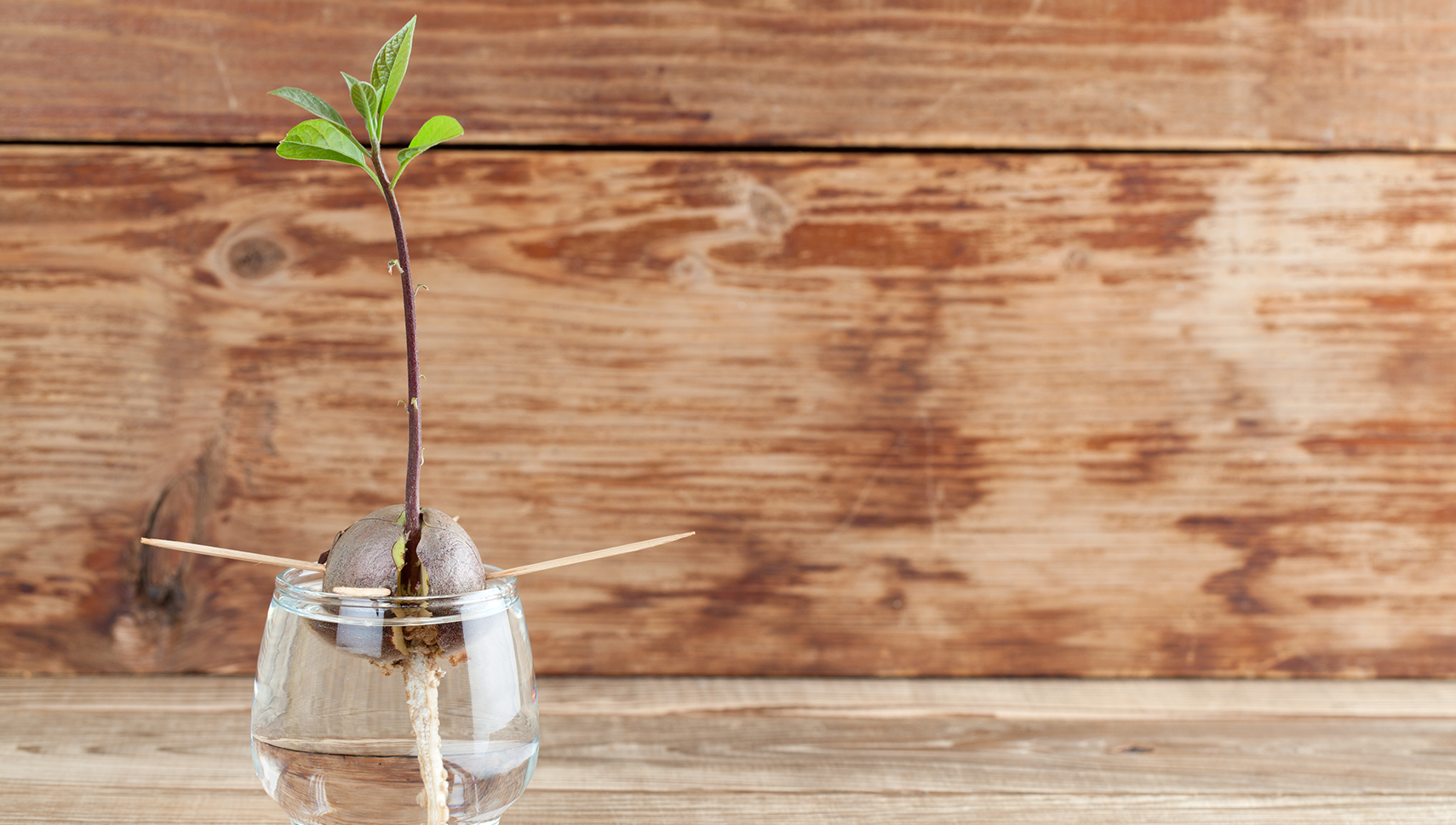 box fruit noyau avocat
