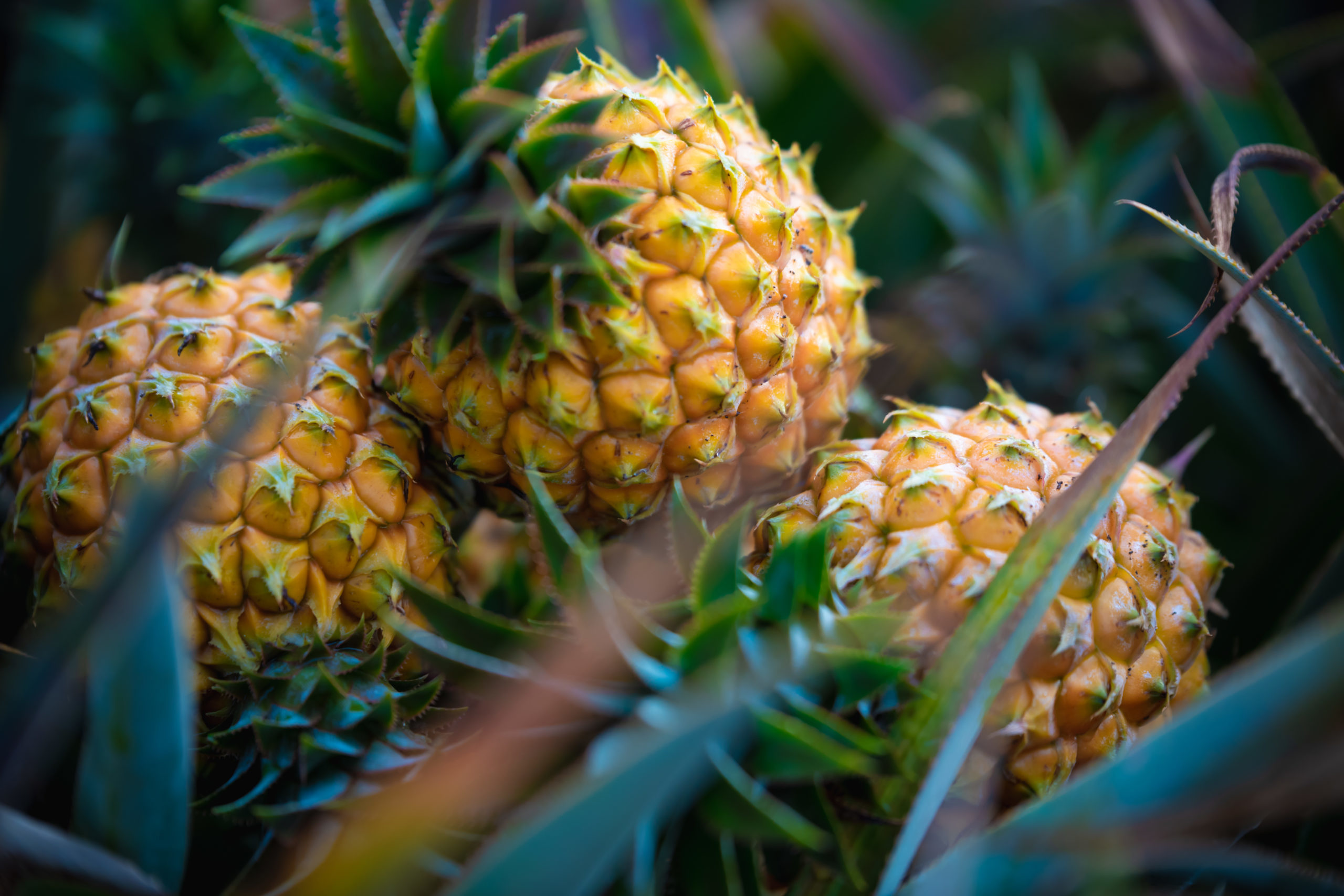 Box_Fruitee_Ananas_Christian_BARRET_Box_10