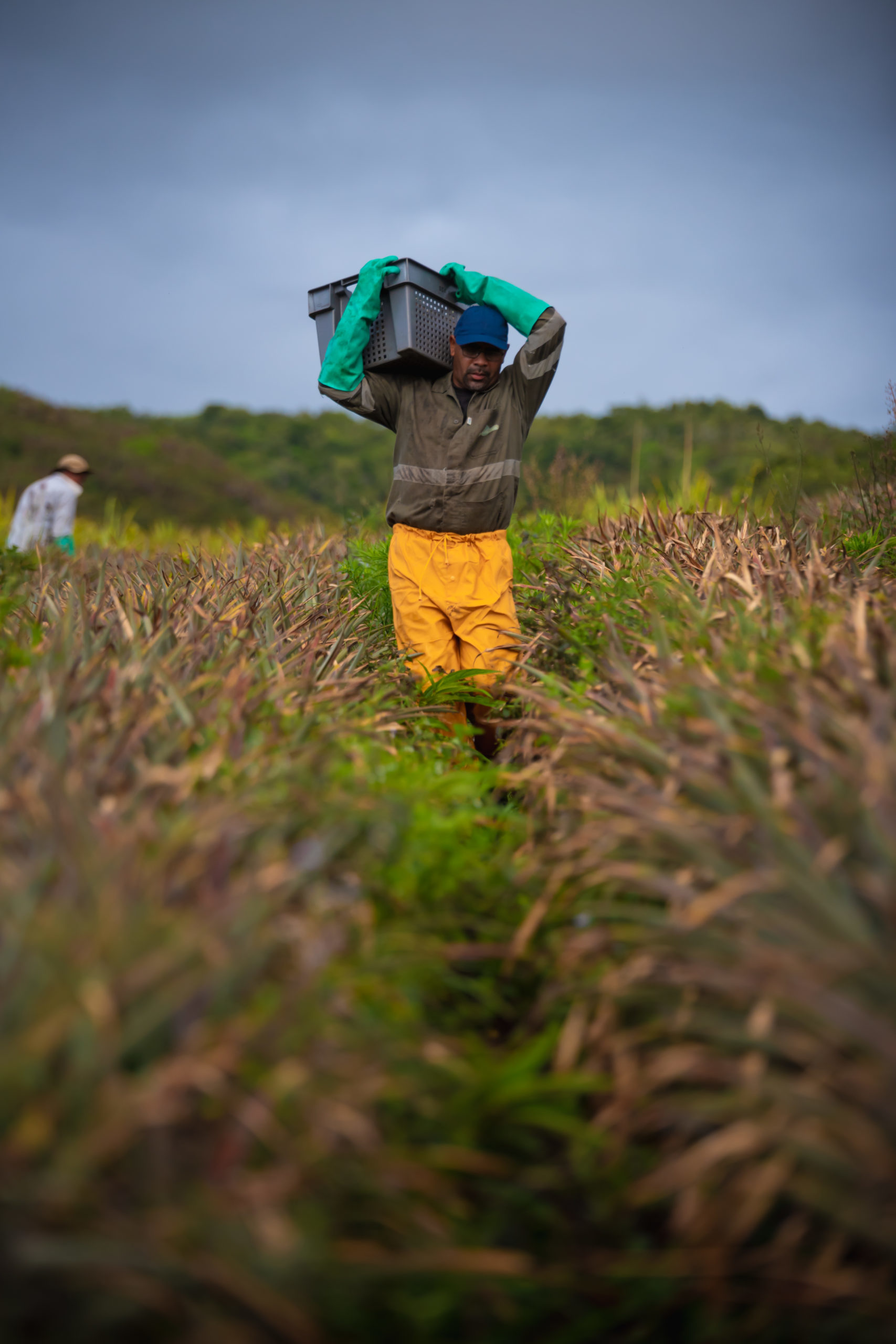 Box_Fruitee_Ananas_Christian_BARRET_Reportage_12