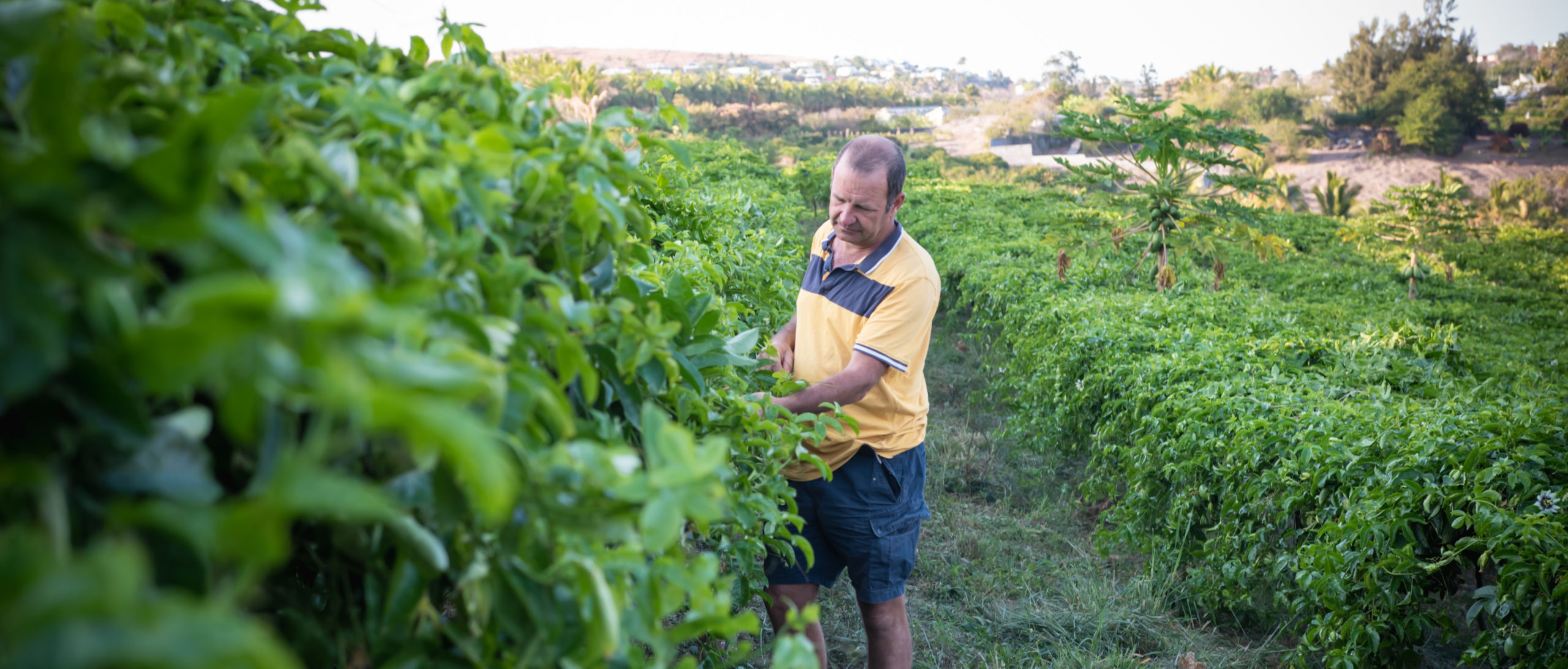 Yannis_Box_Fruitee_Box-1